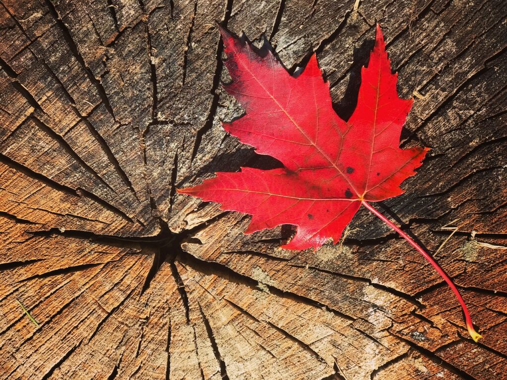 canada feuille d'érable